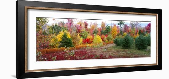 Christmas trees and fall colors, Lincolnville, Waldo County, Maine, USA-Panoramic Images-Framed Photographic Print