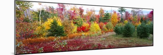 Christmas trees and fall colors, Lincolnville, Waldo County, Maine, USA-Panoramic Images-Mounted Photographic Print