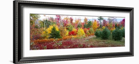 Christmas trees and fall colors, Lincolnville, Waldo County, Maine, USA-Panoramic Images-Framed Photographic Print