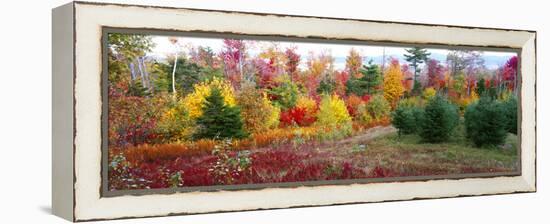 Christmas trees and fall colors, Lincolnville, Waldo County, Maine, USA-Panoramic Images-Framed Premier Image Canvas