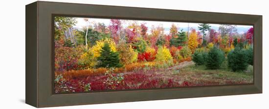 Christmas trees and fall colors, Lincolnville, Waldo County, Maine, USA-Panoramic Images-Framed Premier Image Canvas