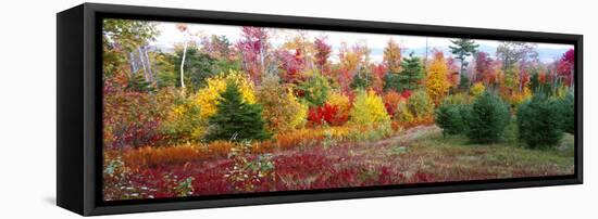 Christmas trees and fall colors, Lincolnville, Waldo County, Maine, USA-Panoramic Images-Framed Premier Image Canvas