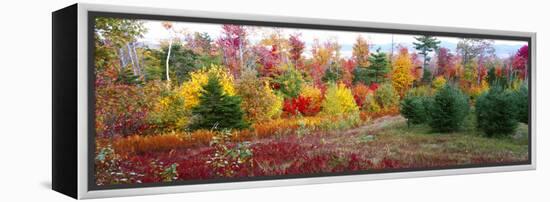 Christmas trees and fall colors, Lincolnville, Waldo County, Maine, USA-Panoramic Images-Framed Premier Image Canvas