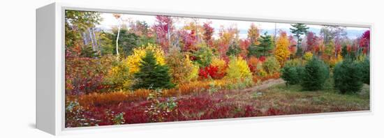 Christmas trees and fall colors, Lincolnville, Waldo County, Maine, USA-Panoramic Images-Framed Premier Image Canvas