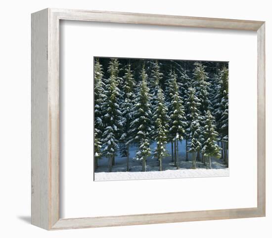 Christmas Trees Covered in Snow-null-Framed Art Print