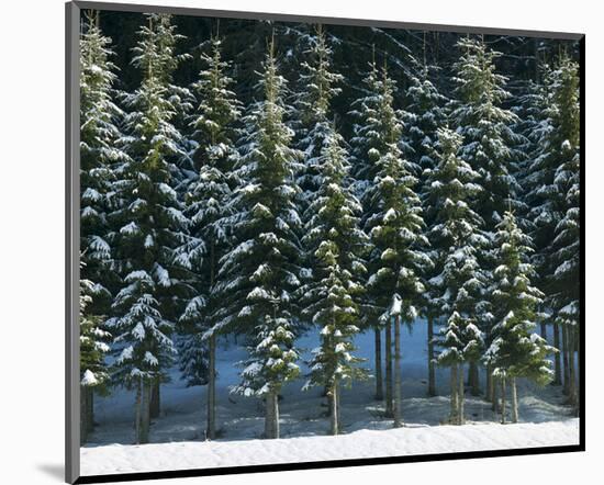 Christmas Trees Covered in Snow-null-Mounted Art Print