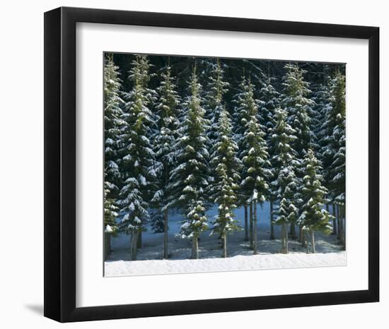 Christmas Trees Covered in Snow-null-Framed Art Print