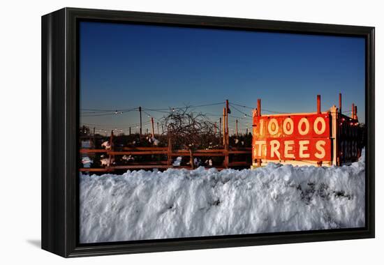 Christmas Trees For Sale Sag Harbor NY-null-Framed Stretched Canvas