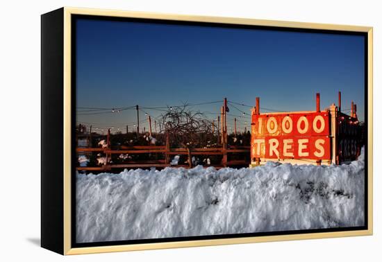 Christmas Trees For Sale Sag Harbor NY-null-Framed Stretched Canvas