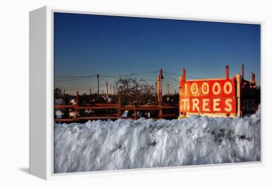 Christmas Trees For Sale Sag Harbor NY-null-Framed Stretched Canvas