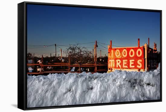 Christmas Trees For Sale Sag Harbor NY-null-Framed Stretched Canvas