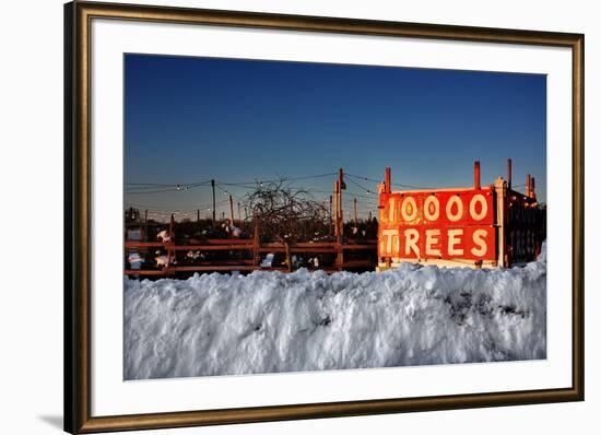 Christmas Trees For Sale Sag Harbor NY-null-Framed Photo