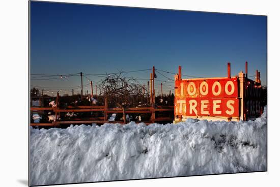Christmas Trees For Sale Sag Harbor NY-null-Mounted Photo