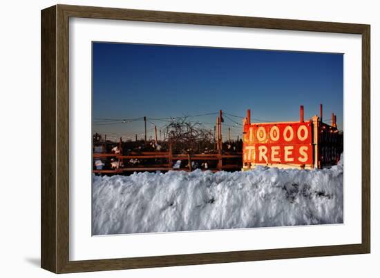 Christmas Trees For Sale Sag Harbor NY-null-Framed Photo