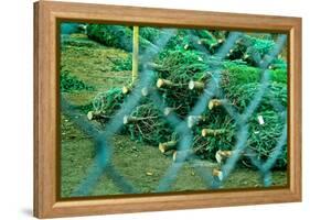 Christmas Trees Through Fence-null-Framed Stretched Canvas