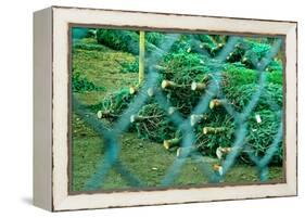 Christmas Trees Through Fence-null-Framed Stretched Canvas