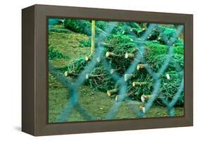 Christmas Trees Through Fence-null-Framed Stretched Canvas