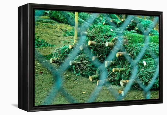 Christmas Trees Through Fence-null-Framed Stretched Canvas