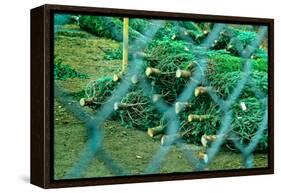 Christmas Trees Through Fence-null-Framed Stretched Canvas