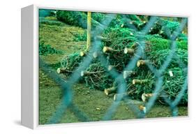 Christmas Trees Through Fence-null-Framed Stretched Canvas