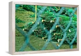 Christmas Trees Through Fence-null-Framed Stretched Canvas