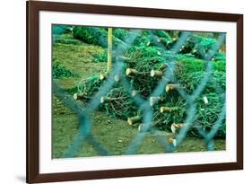 Christmas Trees Through Fence-null-Framed Photo