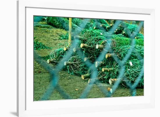 Christmas Trees Through Fence-null-Framed Photo