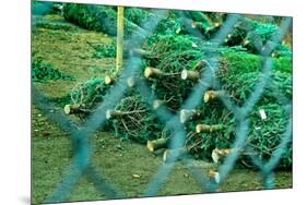 Christmas Trees Through Fence-null-Mounted Photo