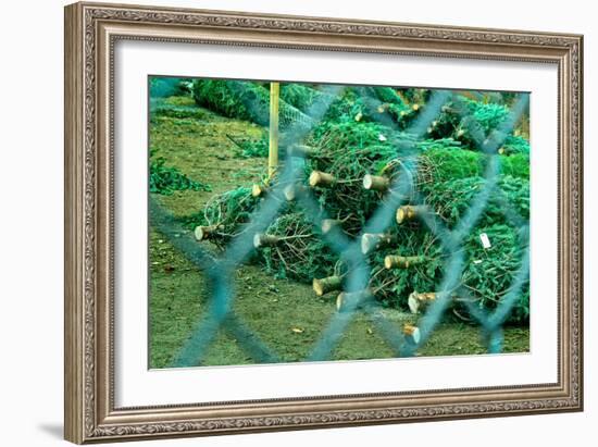 Christmas Trees Through Fence-null-Framed Photo