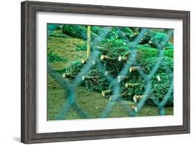 Christmas Trees Through Fence-null-Framed Photo