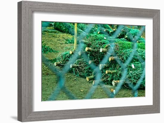 Christmas Trees Through Fence-null-Framed Photo