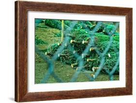 Christmas Trees Through Fence-null-Framed Photo