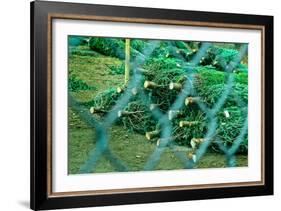 Christmas Trees Through Fence-null-Framed Photo