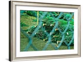 Christmas Trees Through Fence-null-Framed Photo
