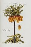 Antique Hyacinth VII-Christoph Jacob Trew-Art Print