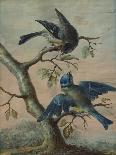 A Kingfisher on a Sapling; and a Blue Tit with a Finch on a Sapling-Christoph Ludwig Agricola-Mounted Premium Giclee Print