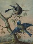 A Kingfisher on a Sapling; and a Blue Tit with a Finch on a Sapling-Christoph Ludwig Agricola-Premier Image Canvas