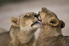 African lion lioness licking cub, Sabi Sand GR, South Africa-Christophe Courteau-Photographic Print