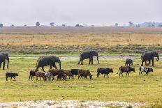 Herd of African Elephants grazing with cattle, Chobe National Park in Botswana-Christophe Courteau-Photographic Print