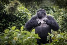 Mountain gorilla blackback, Volcanoes NP, Rwanda-Christophe Courteau-Photographic Print