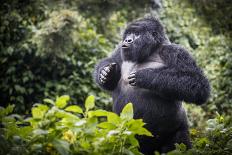 Mountain gorilla silverback, Volcanoes NP, Rwanda-Christophe Courteau-Photographic Print