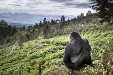 Mountain gorilla silverback on boundary wall, Rwanda-Christophe Courteau-Photographic Print