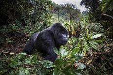 Mountain gorilla silverback on boundary wall, Rwanda-Christophe Courteau-Photographic Print
