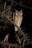 White Faced Scops Owl (Otus Leucotis) in a Candle-Pod Acacia (Acacia Hebeclada) at Night-Christophe Courteau-Photographic Print