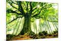 Photographic Print