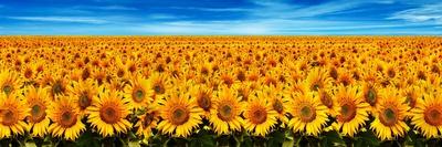 Field of Sunflowers-Christophe Madamour-Photographic Print
