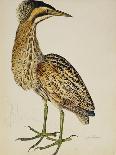 A Long-Eared Owl (Strix Otus)-Christopher Atkinson-Giclee Print