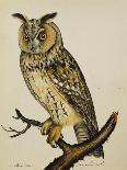 A Short-Eared Owl-Christopher Atkinson-Framed Giclee Print