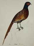 A Pheasant (Phasianus Colchicus)-Christopher Atkinson-Giclee Print