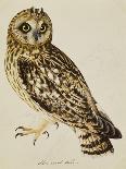 Falco Pygargus, Hen-Harrier, Fem-Christopher Atkinson-Giclee Print